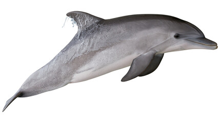 Bottlenose dolphin swimming with wet skin and dorsal fin splashing water © Isolde