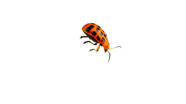 Orange and black spotted leaf beetle with antennae