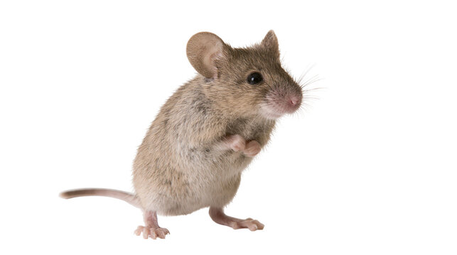 Small brown house mouse standing on hind legs with whiskers and long tail