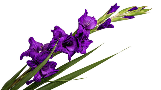 Vibrant purple gladiolus flower stem with green sword-shaped leaves