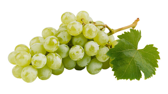 Fresh green grapes cluster with a single vibrant vine leaf attached