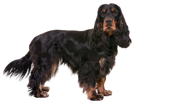 Black and tan English Cocker Spaniel dog standing