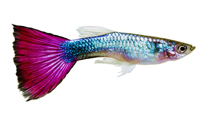 Vibrant purple and blue iridescent guppy fish with large flowing tail fin © Lubos