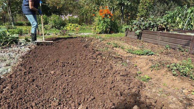 Raking and leveling autumn soil beds after digging and cultivation