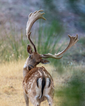 Close-up vertical portrait of a wild fallow deer buck with impressive antlers grooming and cleaning its spotted brown fur, alert looking at camera in a natural green meadow and soft rustic grassland s