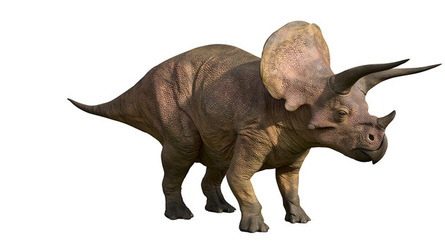 Brown Triceratops dinosaur with large bony frill and three sharp facial horns