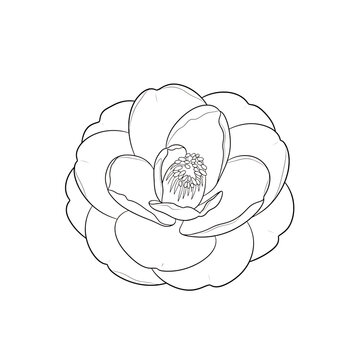 Detailed camellia flower bloom black outline drawing illustration on transparent background.