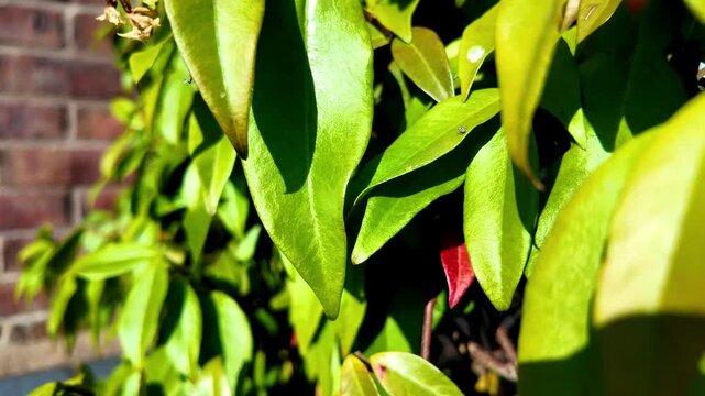 Climbing jasmine, Star Jasmine leaves on a trellis &ldquo;Trachelospermum jasminoides&rdquo;