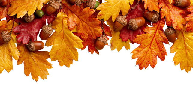 Vibrant autumn oak leaves and brown acorns arranged in a seasonal border