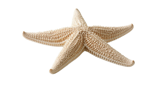 Textured beige starfish with five arms and bumpy surface detail
