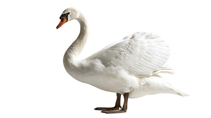 Fototapeta premium Graceful white mute swan with orange beak and arched neck standing