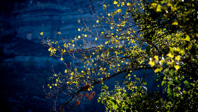 Luz dorada acaricia los &aacute;rboles, revelando vida entre sombras profundas y silencio verde.