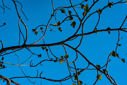 Ramas de hig&uuml;era en oto&ntilde;o casi sin hojas