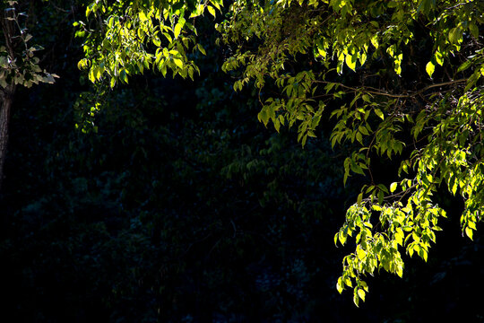 Luz filtrada entre hojas verdes revela calma y contraste, un instante suspendido entre sombra y resplandor natural.
