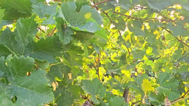 Ripe blue grapes hanging in a vineyard at sunset