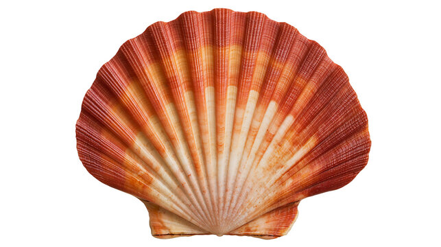 Orange and yellow fan shaped scallop seashell with radial ridges