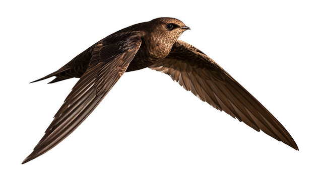 Common swift bird in flight with dark brown feathers and long pointed wings