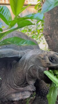 turtle on the rock