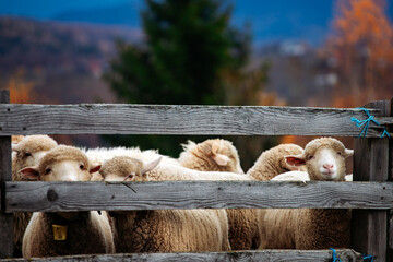 Obraz premium Adorable lamb looking out from wooden fence in natural farm environment.