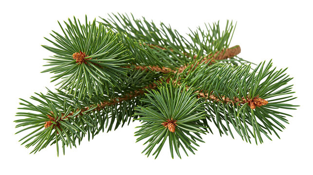 Fresh green pine tree branch with needles and small brown buds