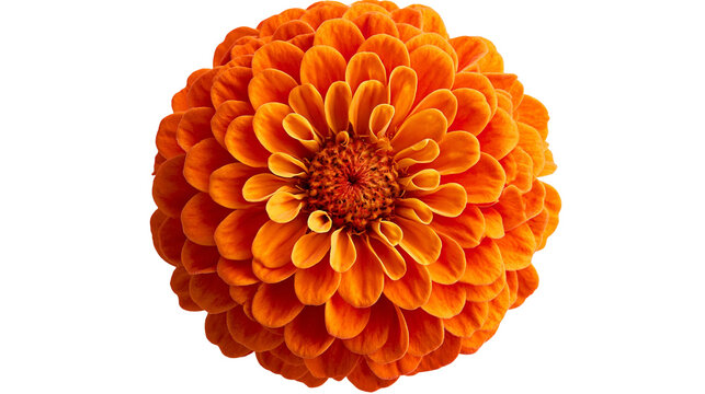 Vibrant orange dahlia flower head with dense symmetrical petals