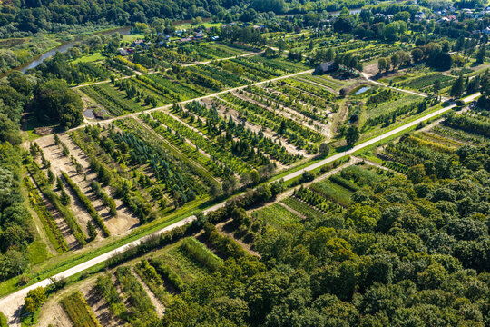 Aerial view of a tree nursery with rows of young saplings and dirt paths surrounded by lush green forests and a river in Raudondvaris, Kaunas County, Lithuania.