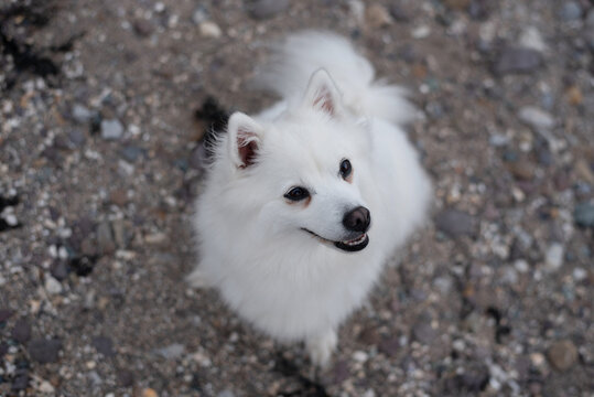 White fluffy dog gazes up with a happy expression while sitting on a pebble beach, capturing playful, affectionate pet portrait. A dog is always happy when walking with its owner