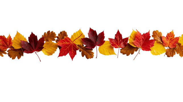 Colorful autumn maple and oak leaves arranged in a horizontal line border