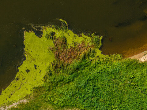 Aerial view of green algae floating on the river surface near the lush grassy bank in Vilkija, Kaunas County, Lithuania.