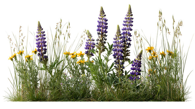 Purple lupine flowers and yellow wildflowers with green meadow grass