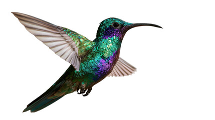 Iridescent green and purple hummingbird in flight with wings spread © Maria