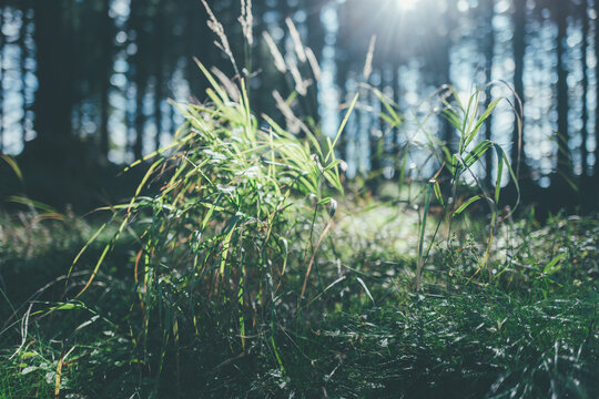 grass in the morning