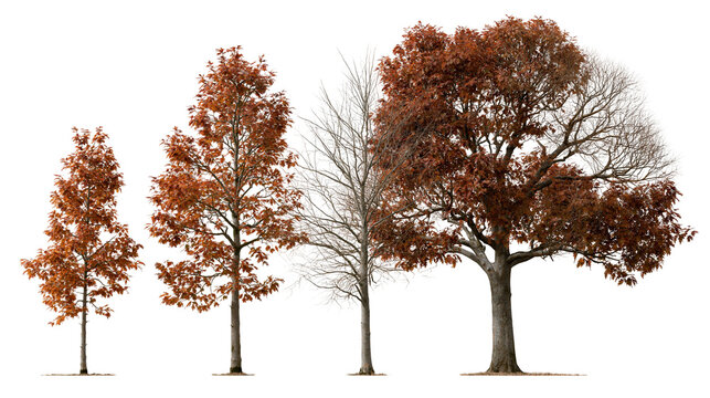 Four deciduous trees with autumn foliage and bare branches in a row