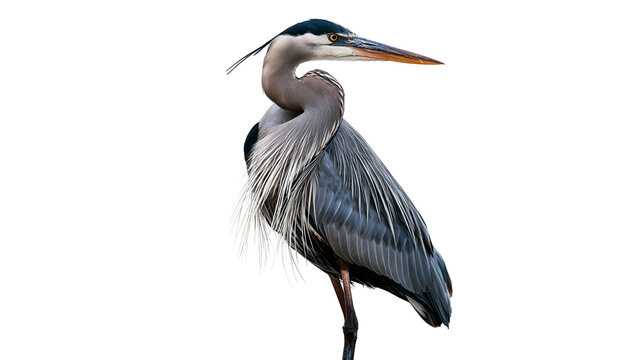 Great Blue Heron standing with detailed grey and blue plumage