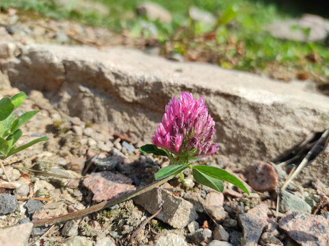 Close-up of blooming pink red clover (Trifolium pratense) growing on stony soil. Wild nature on a sunny day, natural background
