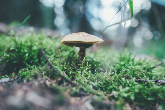 mushroom in the forest