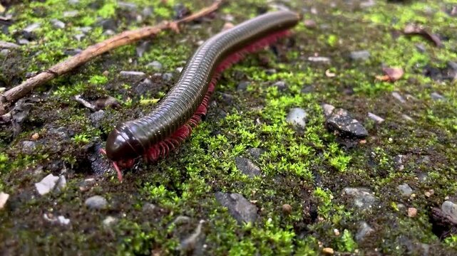 A millipede of the family Spirostreptidae, with an elongated, shiny body and reddish legs, crawls across a moist surface covered with moss, small stones, and plant debris in a Thai forest.