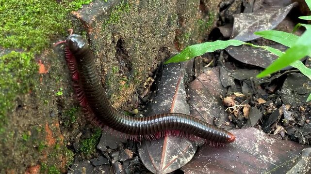 A millipede moves slowly across a moss-covered stone surface, gripping the irregularities with its numerous legs. A detailed macro shot of the tropical invertebrate in its natural habitat.