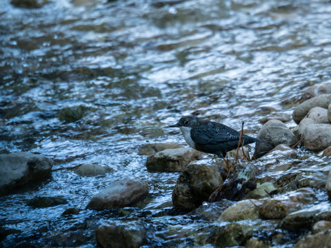 White-throated dipper (Cinclus cinclus) standing on river rocks surrounded by flowing crystal clear water in a mountain stream natural habitat.
