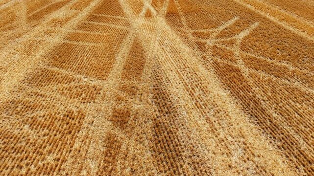 Agricultural field texture after harvest. Wheat stubble with machinery tracks across productive farmland from aerial perspective under summer light. Commercial farming background for grain production