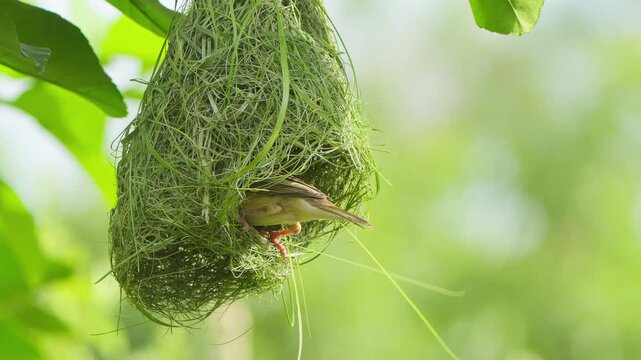 Male Baya Weaver works at the hanging nest with a long strip of grass, illustrating the precise material-weaving behavior used in nest construction.