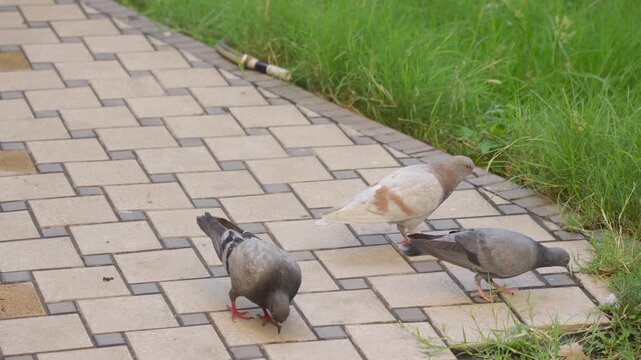 Feral pigeons walk and forage on a paved path beside green grass. Gray and brown birds peck at the ground, showing everyday urban wildlife behavior.