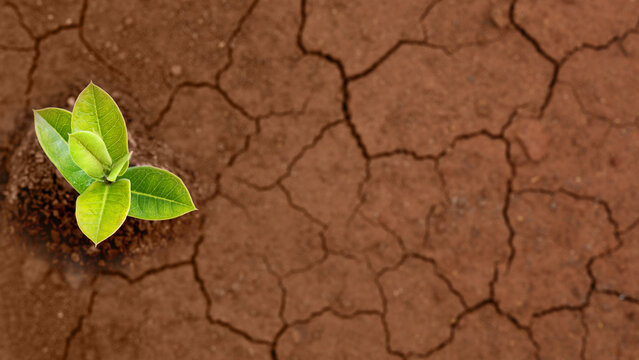 A small green plant grows out of dry, cracked soil, symbolizing hope, life, and resilience. Concept of nature, disaster, climate, environment, or weather