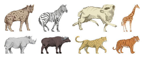 Fototapeta premium PNG Illustrated African wildlife animals element set on transparent background