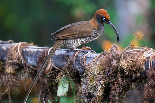 Brown Sicklebill Female Perched on Mossy Branch