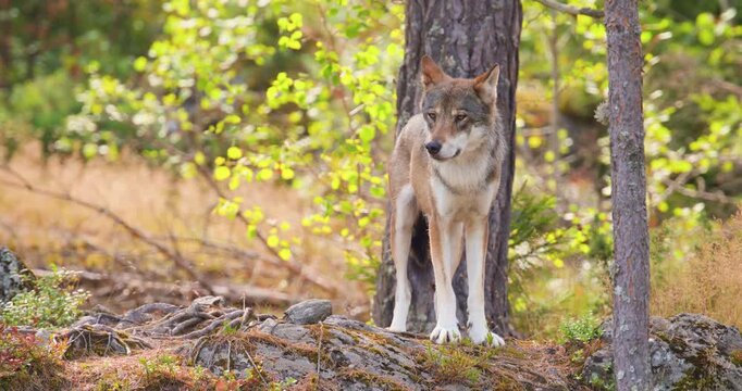 Focused wolf standing and observing in a rocky forest during late summer in Scandinavia