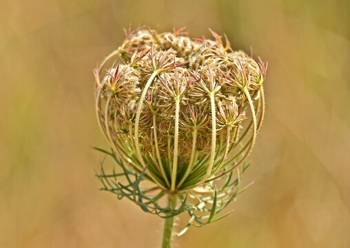 Wild Carrot (Daucus carota)