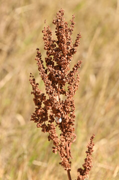 Dock plant (Rumex species)