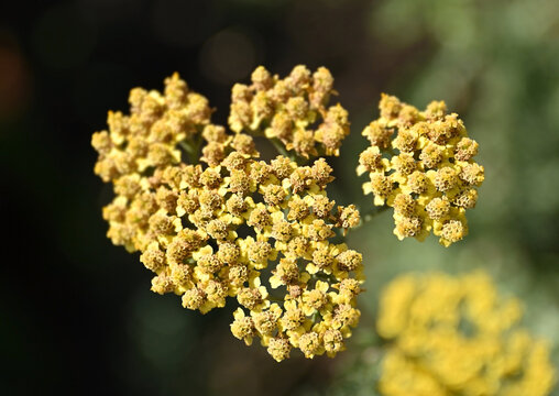 Yarrow genus (Achillea)