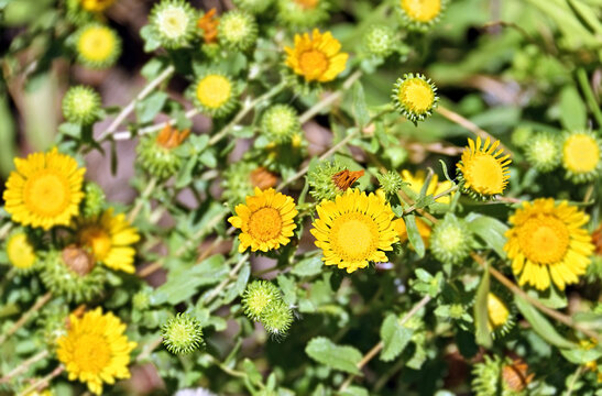 Grindelia squarrosa (curlycup gumweed)